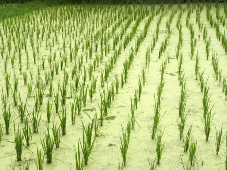 рис выращивание